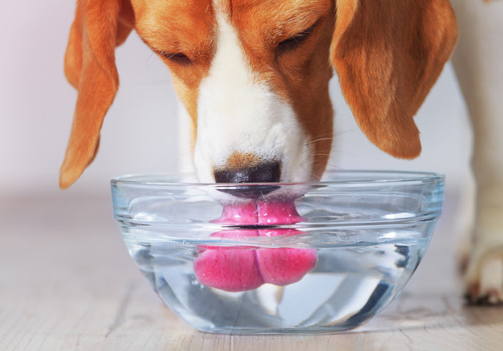WHY YOU SHOULD HAVE A LOOK AT YOUR DOG'S WATER INTAKE HABITS